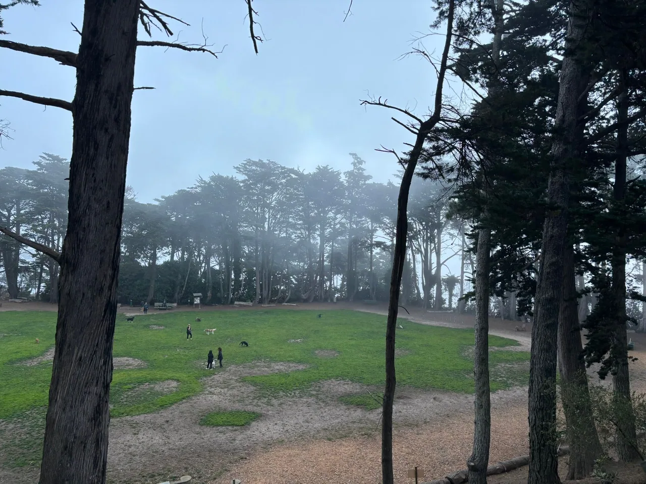 Dogs and dog owners walk and run in a large green field with some large patches of dirt. The field is seen from above, and is surrounded by large trees. The sun peers through the trees and fog in the background.