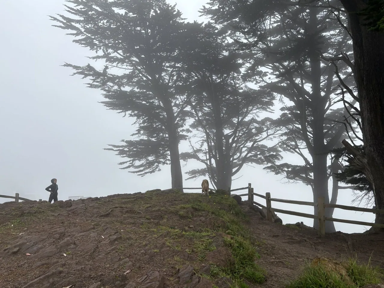 A woman and her dog stand next to a hillside fence. Large trees lean in the bright fog, which completely obscures the background below the hill.