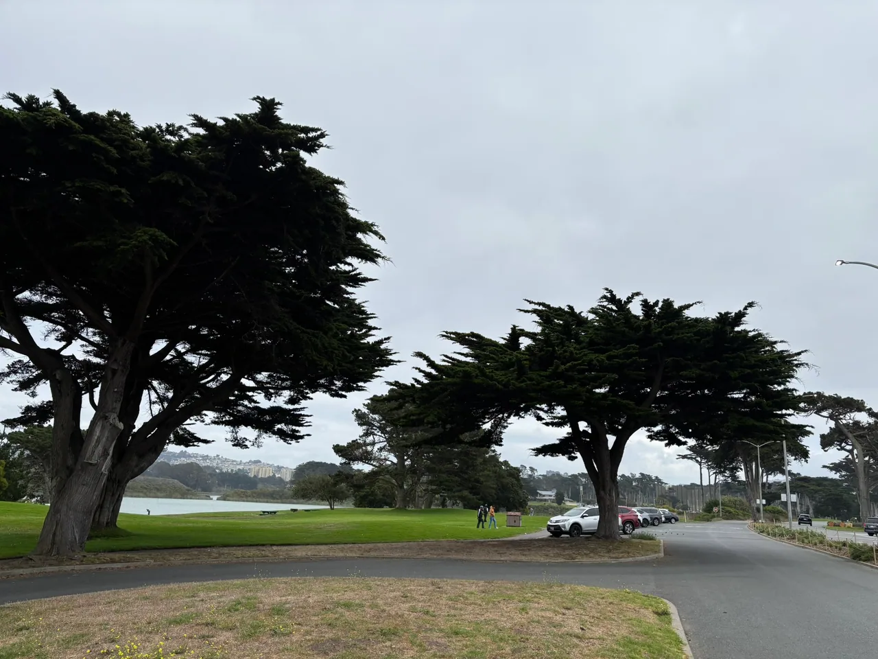 Large cypress trees line a road and open walking area beside Lake Merced.