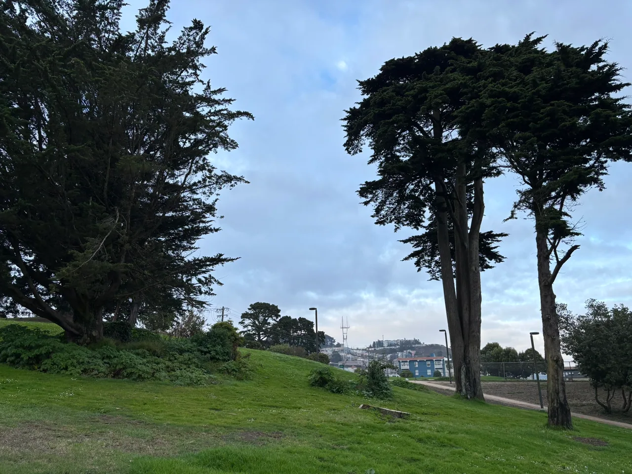 A grassy lawn slopes toward tall mature trees in McCoppin Square.