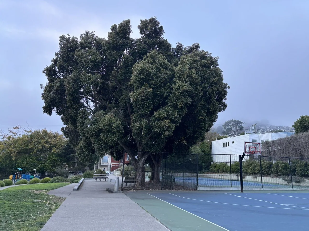 A cement path separates a grass field from the basketball and tennis courts to the right. A large tree fills the center frame.