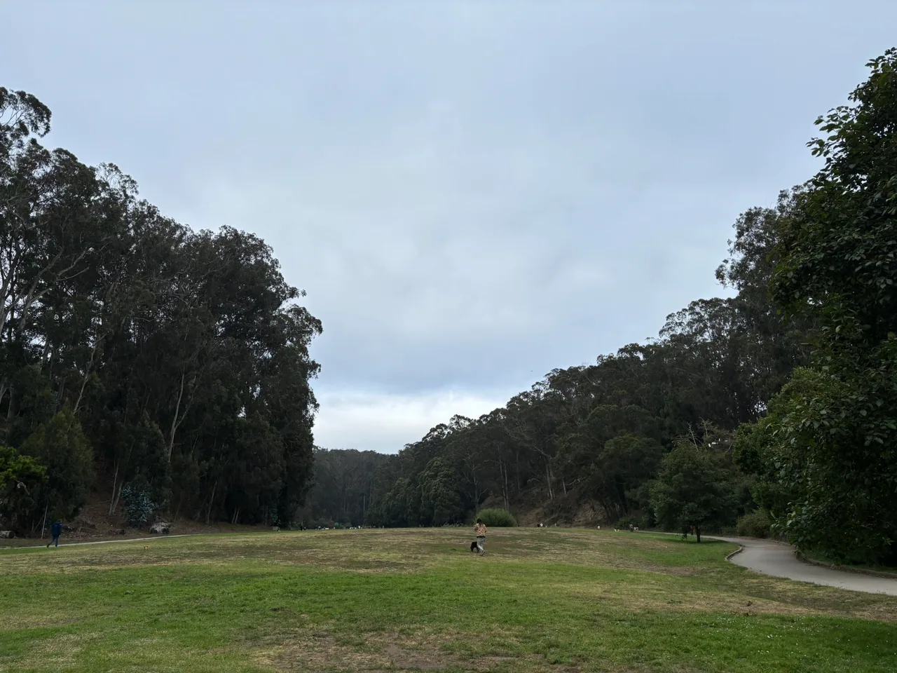 An open grassy meadow curves toward dense mature trees at Pine Lake Park.