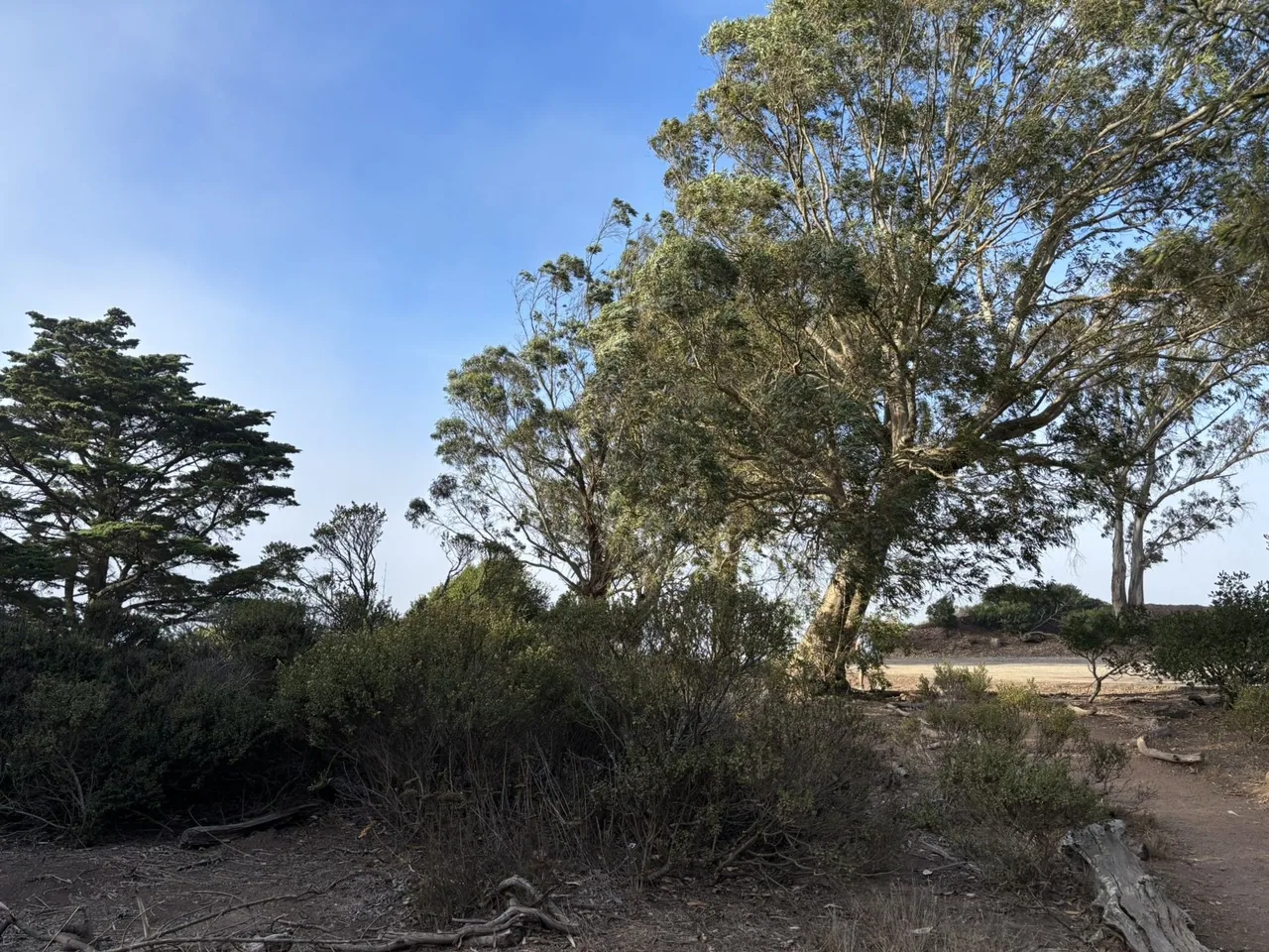 Large trees in a somewhat wild area including untamed brush and some pieces of dead wood. A hazy blue sky is seen through the trees in the background.